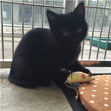 Meet Bellini - the hermaphrodite kitten looking for a new home