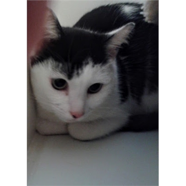 Neuter your cat for £10 Neuter your cat for £10