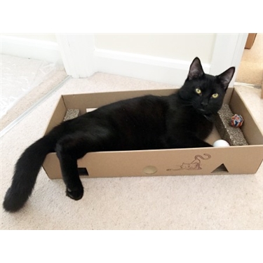 Another cat rejected by owner Another cat rejected by owner
