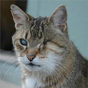 Caring for cats with special needs Caring for cats with special needs