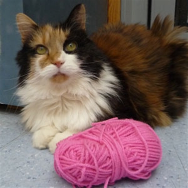 Get crafty for cats at Spring Knitting and Stitching Show