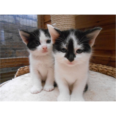 Help to neuter your cat Help to neuter your cat