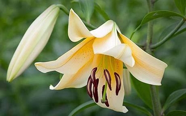 Lethal Lillies
