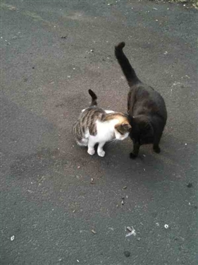 Mousers Seek Employment Opportunities