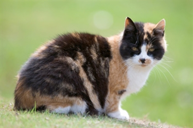 Cats breathe life into dying town