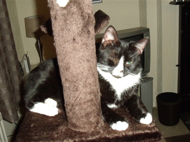Mittsy reunited with her brother!