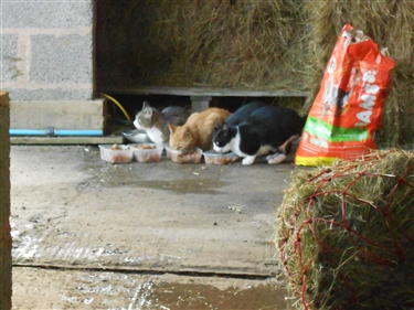 Lots of fun in hay bails