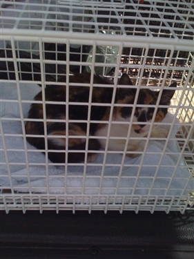 yet more ferals