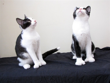 Gosport kittens land on their super-sized paws!