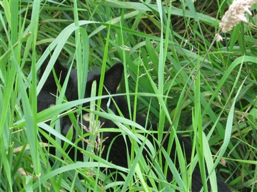 Black Cat Awareness Day