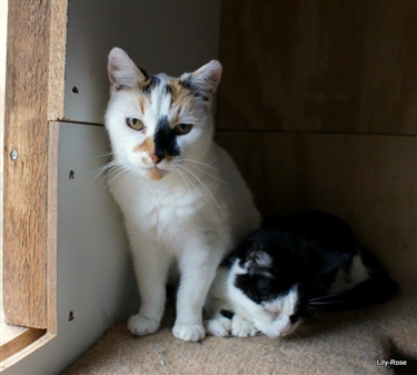 Snowy finds a forever home!!!
