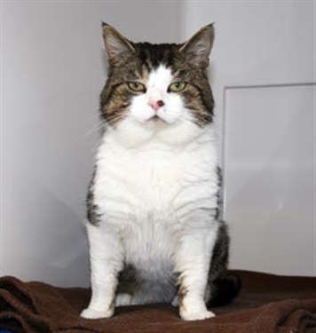 Super injunction cat is revealed on Twitter