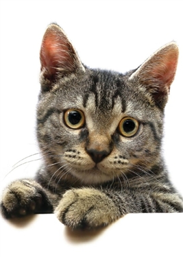 Journal readers pets