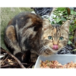 Tabby found