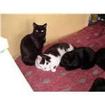 Free neutering event