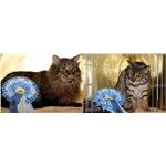 Show & Homing day Report