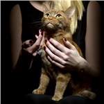 Finalists revealed for National Cat Awards 2017 Finalists revealed for National Cat Awards 2017