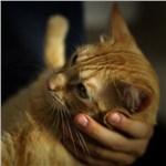 Cats through the ages: 350 BC to today - episode 4 Cats through the ages: 350 BC to today - episode 4