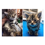 4-week old kitten rescued from inside cavity wall 4-week old kitten rescued from inside cavity wall
