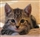 Calling kitten owners, volunteers and foster carers