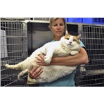 Do we have a nation of Fat Cats?