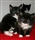 Kittens - the true cost!