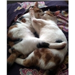 Missing from Gillingham