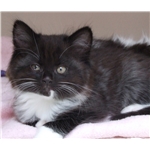 Neutering cats at an early age