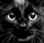 Black Cat Awareness Day becomes annual event