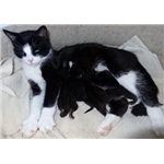 New Kittens at Kinaldie