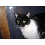 Could You Be Jessie's Special Family?