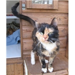 Rare Male Tortoiseshell Found