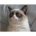 Cats with Character