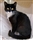 Cat charity full up with black and black-and-white cats