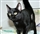 Revealed: The true cost of keeping the cat population down