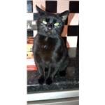 Nev is missing