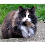 Cat found