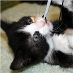 Rare wonder kitten Kawaii looking for a new home after being dumped