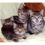 Children and cats - the next generation