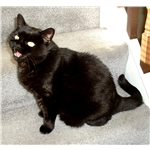 Moggy Mum's Neglected
