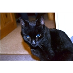 Help Needed to Find Owner of Blind Cat