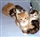 Could 2011 be the worst year yet for unwanted kittens? 