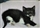 Bitten by a dog and dumped near a skip: the unwanted kitten in need of help
