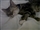 Purdey happy in her new home!