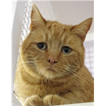 What do I do if I find a lost cat?