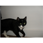 Can you sponsor a Golden Oldie