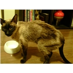 Sapphire Appeal - help cats like Sapphire