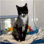 Shaved, abandoned and left for dead – yet plucky puss Scully pulls through