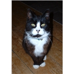 Danger from elasticated collars