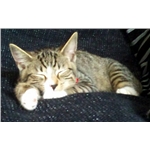 Spike lost following house move